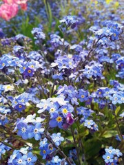 Naklejka premium Vergissmeinnicht