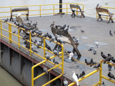 Many pigeon