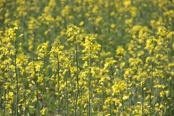 yellow field