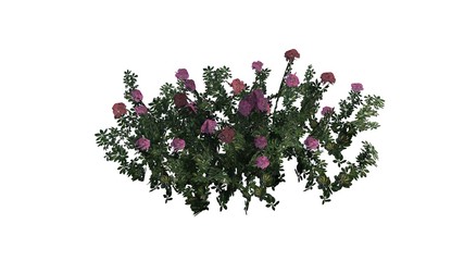 Fototapeta premium Arizona bush flowers on white background