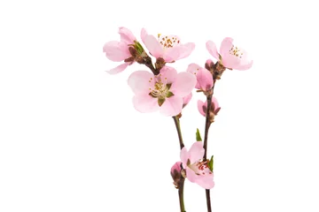 Foto auf Acrylglas Cherry blossom, sakura flowers © ksena32