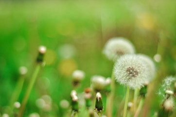 Dandelion Isolated in the green background summer 
