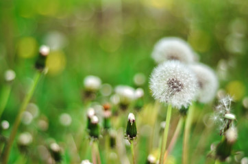 Dandelion Isolated in the green background summer 