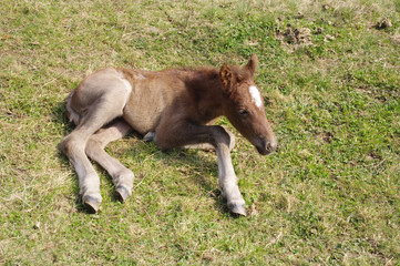 Newborn foal with white spot on the forehead
