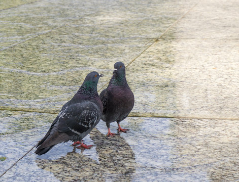 Couple of pigeons - Conversation