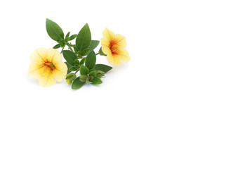 Sonnenröschen