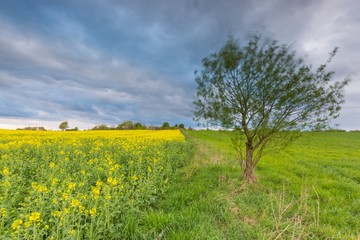 Blooming rapeseed field under cloudy sky