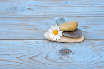 Zen stones on a old wooden background with daisies