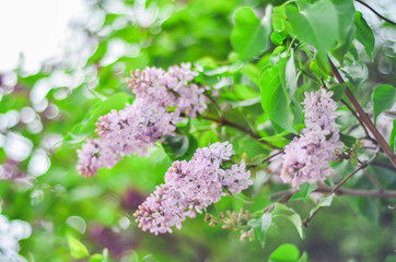 Beautiful branch purple lilac flowers outdoors