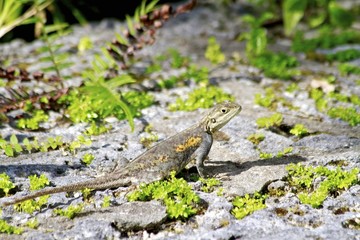 Female agama