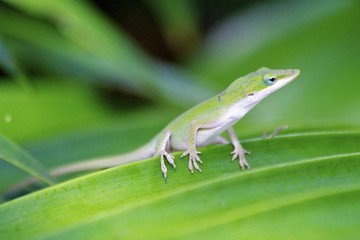 Green Lizard