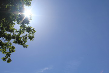 Sonnenstrahlen fallen durch Blätter