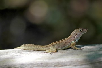 Brown Lizard