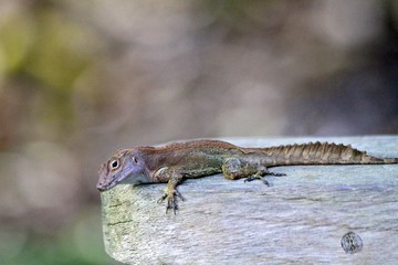 Fototapeta premium Common Lizard