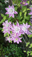 Naklejka premium Clematis