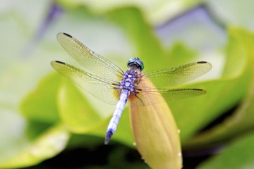 Blue dragonfly standing on a Water Lily
