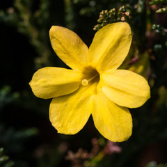 Fototapeta premium Winter Jasmine