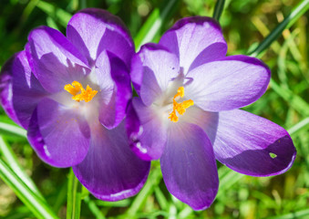 Crocus Pairing