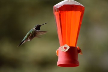 Hummingbird at Feeder