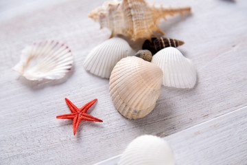 Starfish and shells on the beach