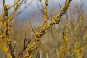 Lichen Growing on Bare Tree in Winter