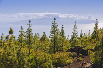 Tenerife pine forest. View of the island of La Gomera