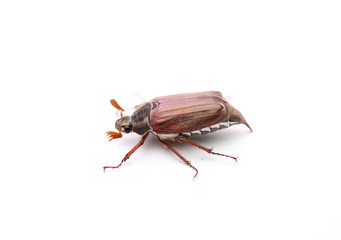 maybug
