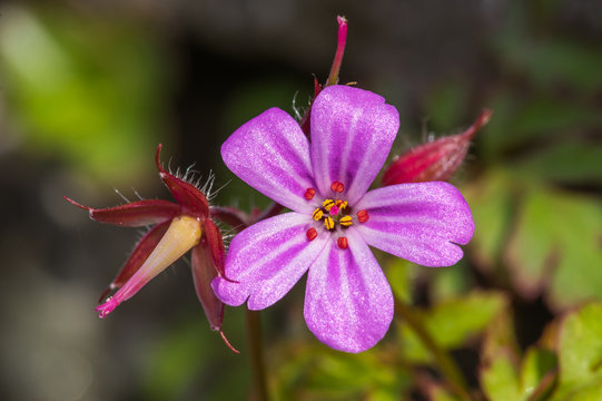 Herb Robert (Geranium robertianum) close-up