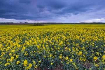 Obraz premium Blooming rapeseed field under cloudy sky