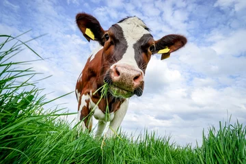 Fotobehang Vee - rode en witte koe, kauwend, kijkt neer op het gras © Countrypixel