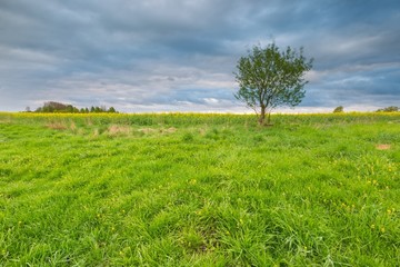 Green meadow under stormy sky