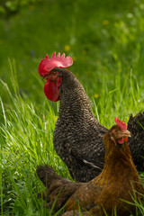 Beautiful Rooster on nature background