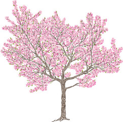 blooming cherry tree