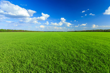 Green field