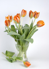 tulips on white