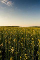 Obraz premium Blue sky and yellow field