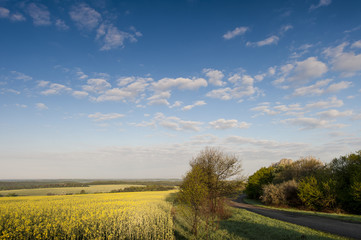 Fototapeta na wymiar Blue sky and yellow field