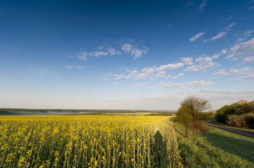 Fototapeta na wymiar Blue sky and yellow field