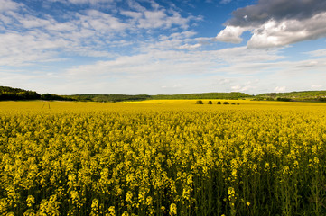 Fototapeta premium Blue sky and yellow field