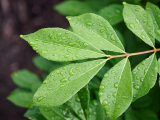 Green leaf with water drops 