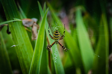 wasp spider on web