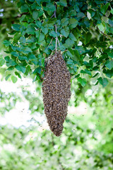 swarm of bees