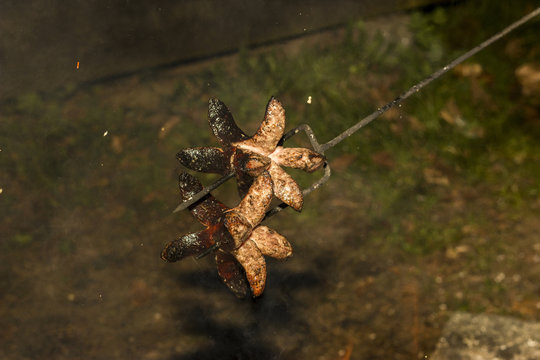 Extrawurst impaled on a fork