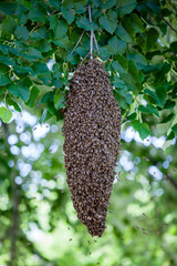 swarm of bees