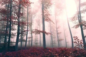Gordijnen Prachtig rood gekleurd mistig boslandschap © robsonphoto