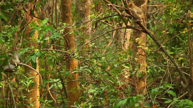 Spielende Affen im Dschungel