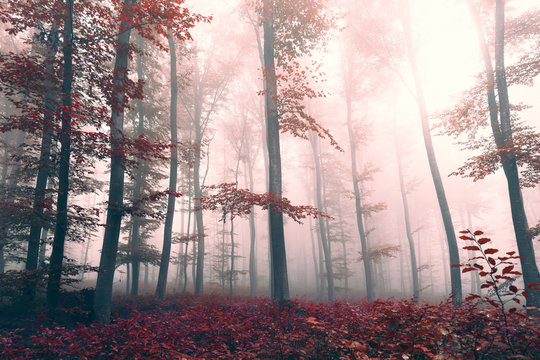 Fototapeta Beautiful red colored foggy forest landscape