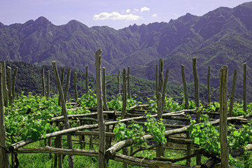 Vineyard