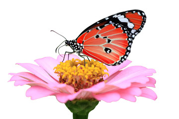 exotic red butterfly