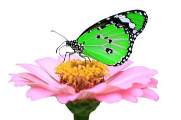 exotic green butterfly